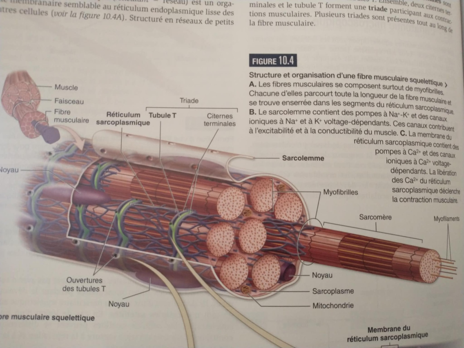 Composition du muscle